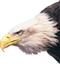 El Aguila Calva