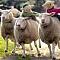 6sheep