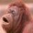 Redmonkey