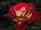 Danish_Pastry
