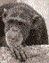 Graybach